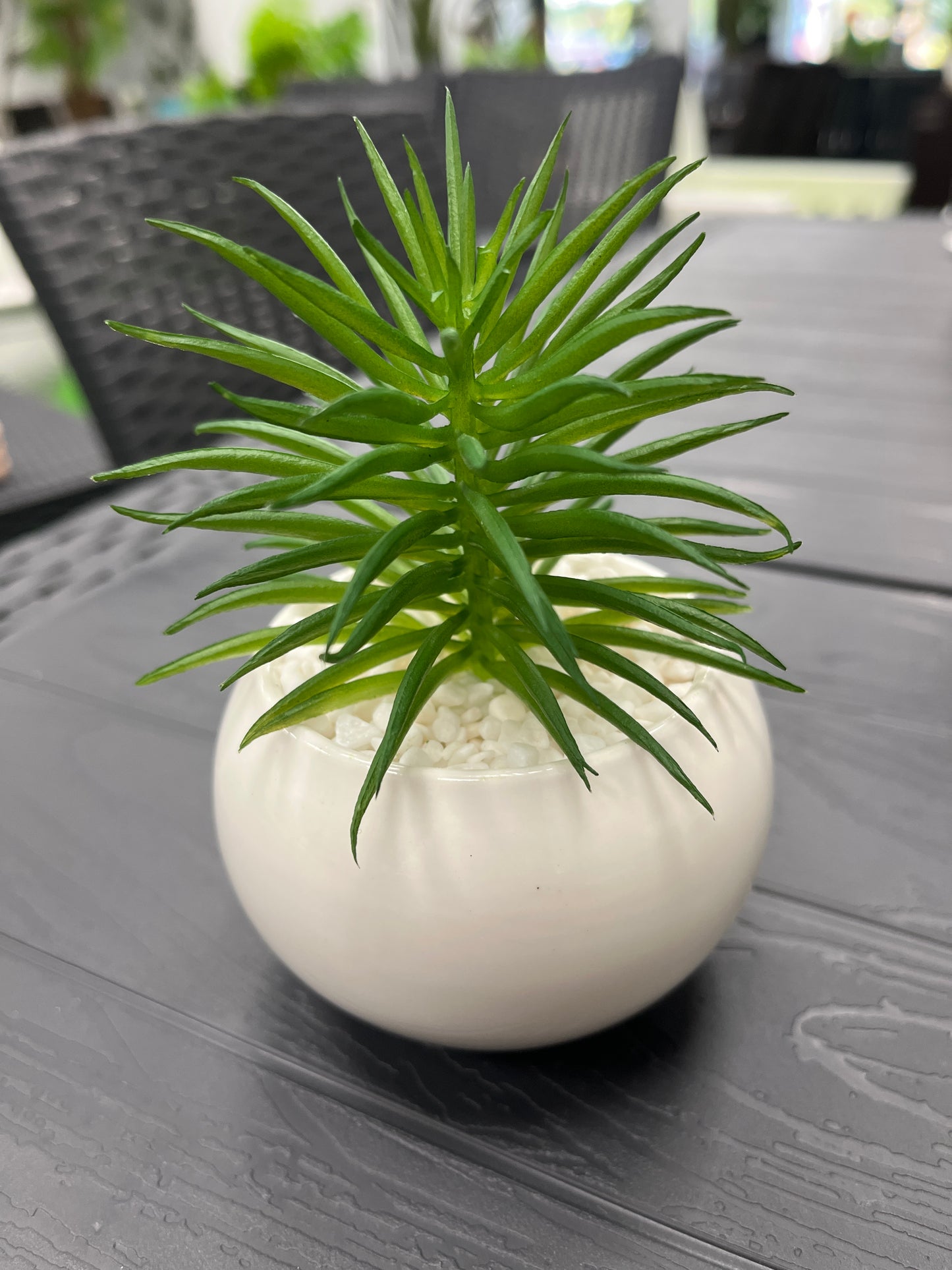 Cetus plant