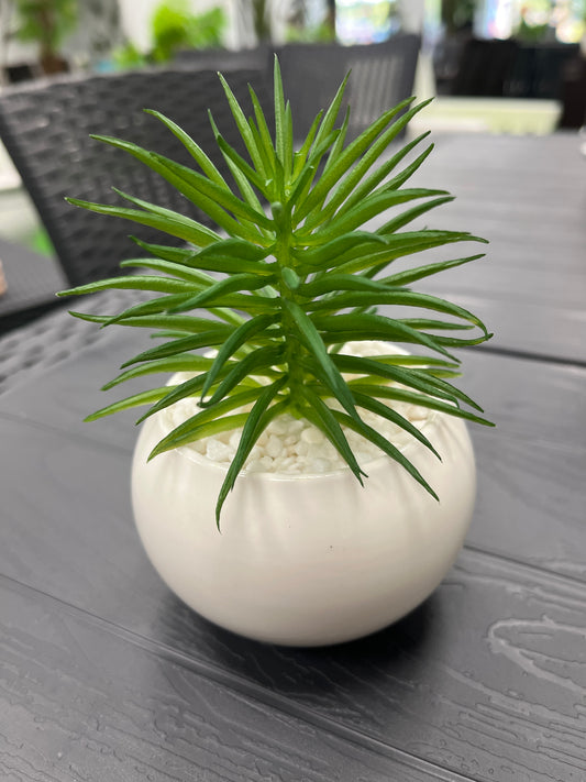 Cetus plant