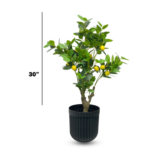 Mini Lemon Tree – 30" Fresh Indoor Citrus Accent